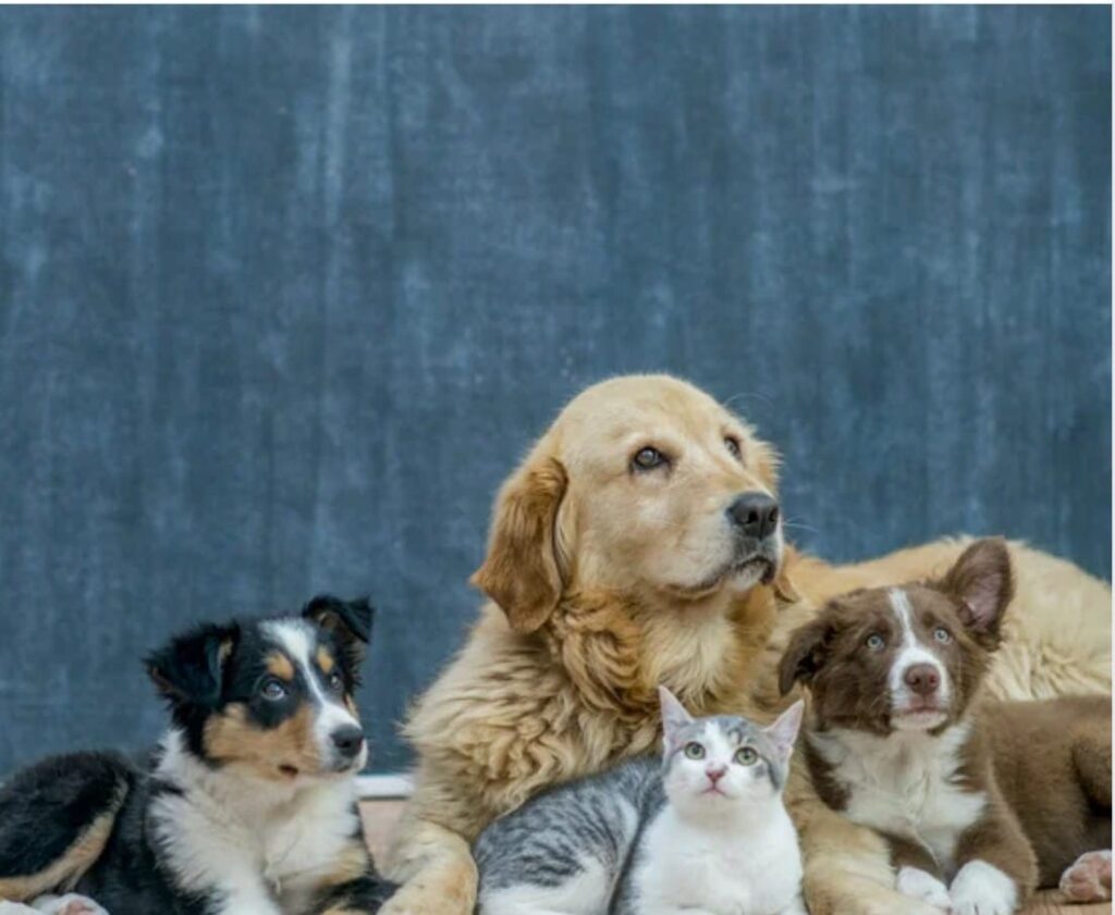 Best Veterinary Clinic in Ghaziabad