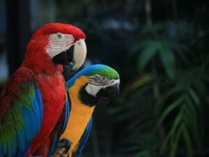 Best Veterinary Clinic in Ghaziabad