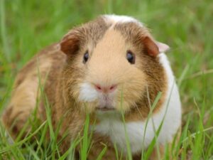 Best Veterinary Clinic in Ghaziabad