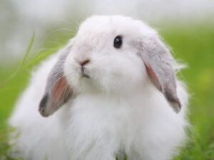 Best Veterinary Clinic in Ghaziabad