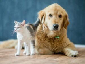 Best Veterinary Clinic in Ghaziabad