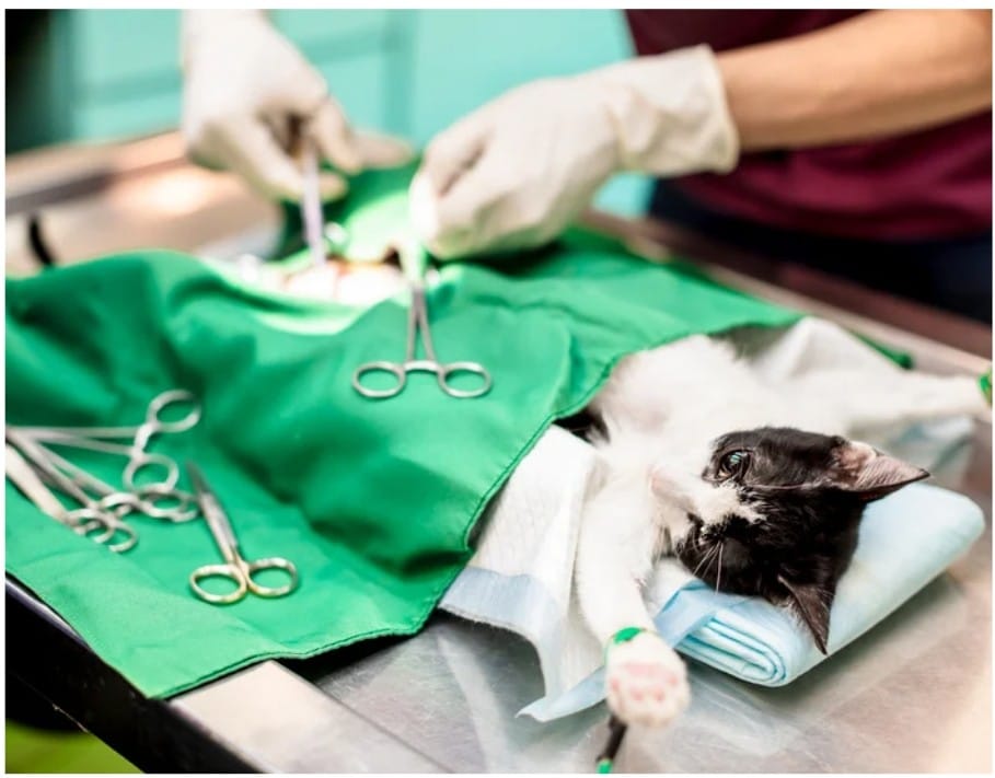 Best Veterinary Clinic in Ghaziabad
