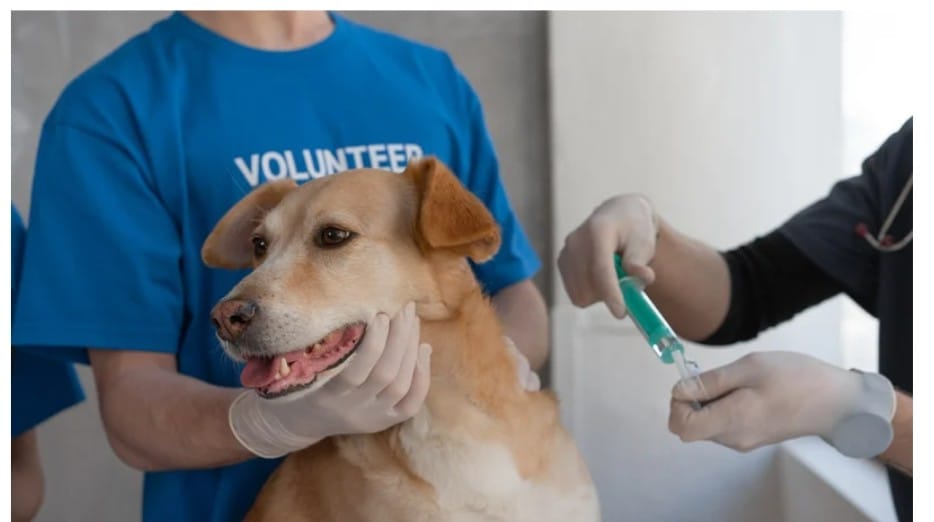 Best Veterinary Clinic in Ghaziabad