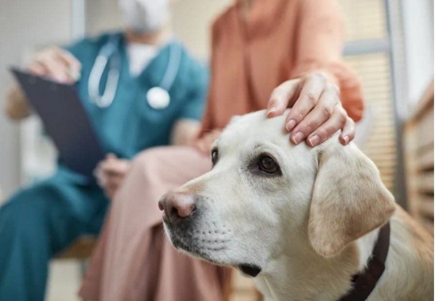 Best Veterinary Clinic in Ghaziabad